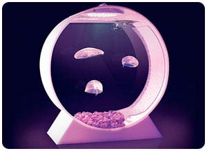 jellyfish tank