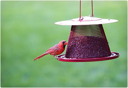 Cardinal-Bird-Feeder