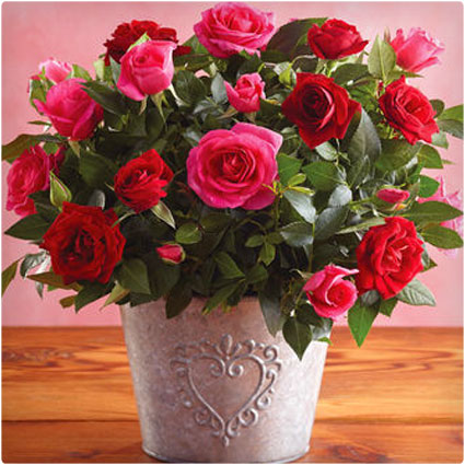 Valentine Mini-Roses