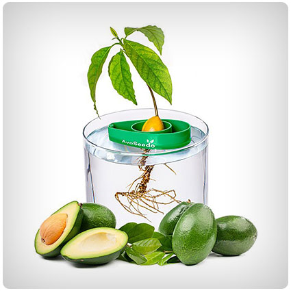 Avocado Tree Starter Kit